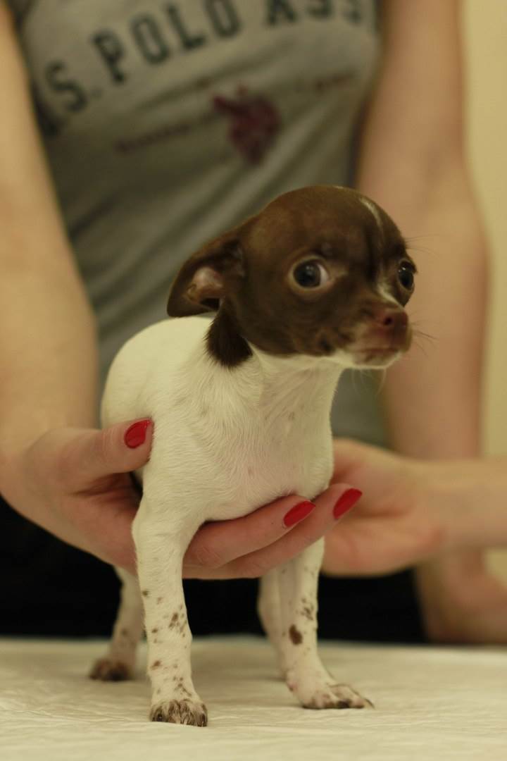 Вакцины для собак Фото image