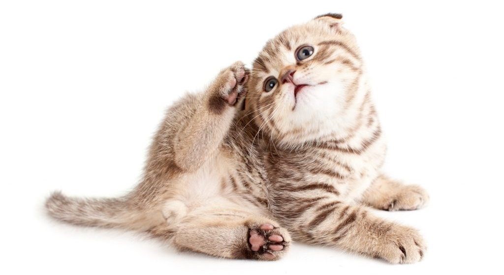 Ушной клещ: профилактика и лечение