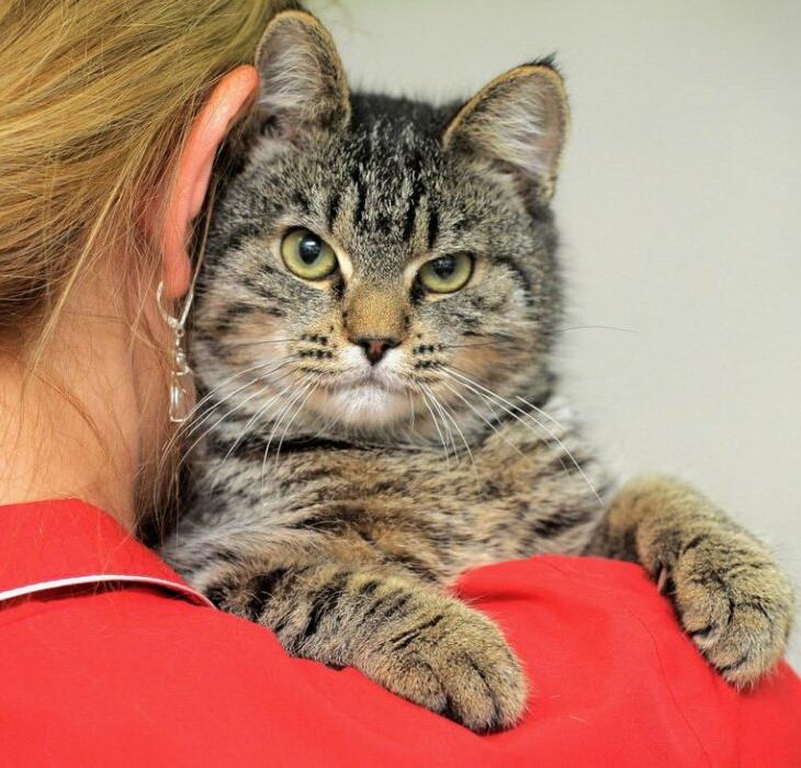 «Обратите на меня внимание» Для маленьких котят лазанье